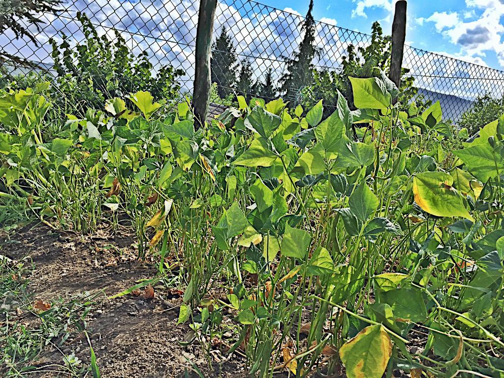 Agriturismo Bicocchi Βίλα Piteglio Εξωτερικό φωτογραφία